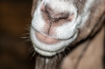 Mouth of a goat in full view